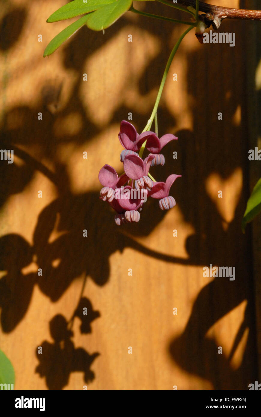 Akebia quinata shrub hi-res stock photography and images - Alamy