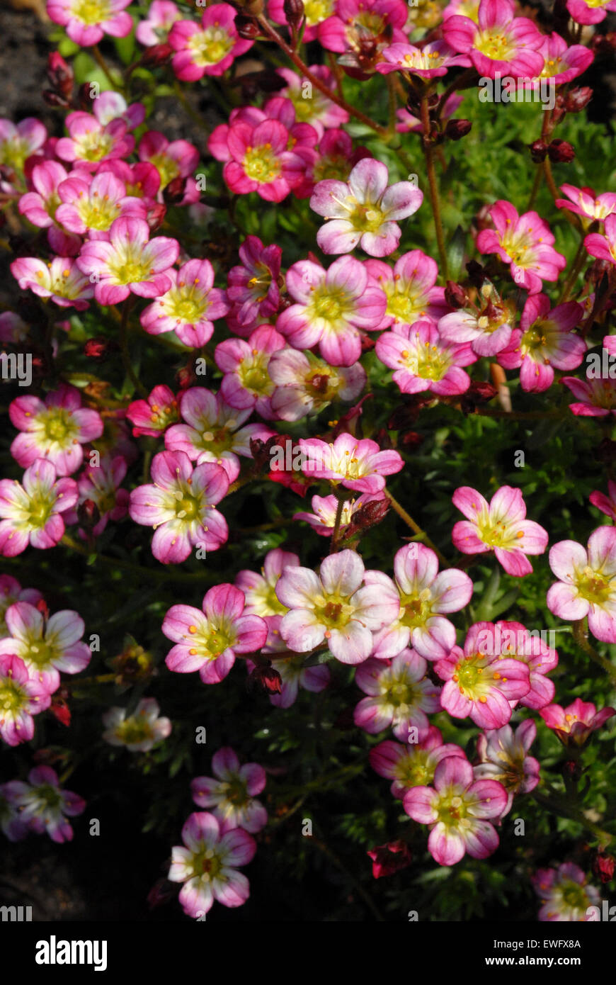 saxifraga Stock Photo