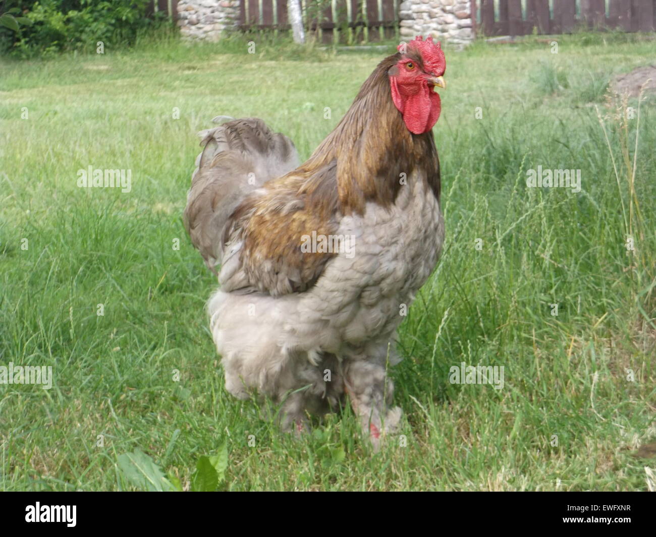 Hen and chicken hi-res stock photography and images - Alamy