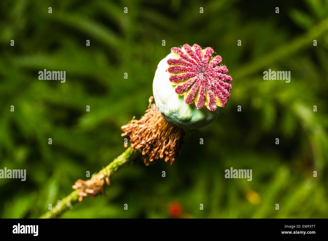 ripen wild-growing poppy on green background Stock Photo