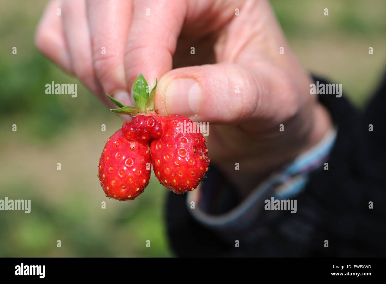 Werl, Germany, mutant strawberry Stock Photo