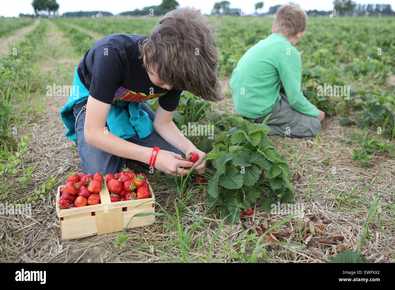 Werl, Germany, boys picking strawberries in a field Stock Photo