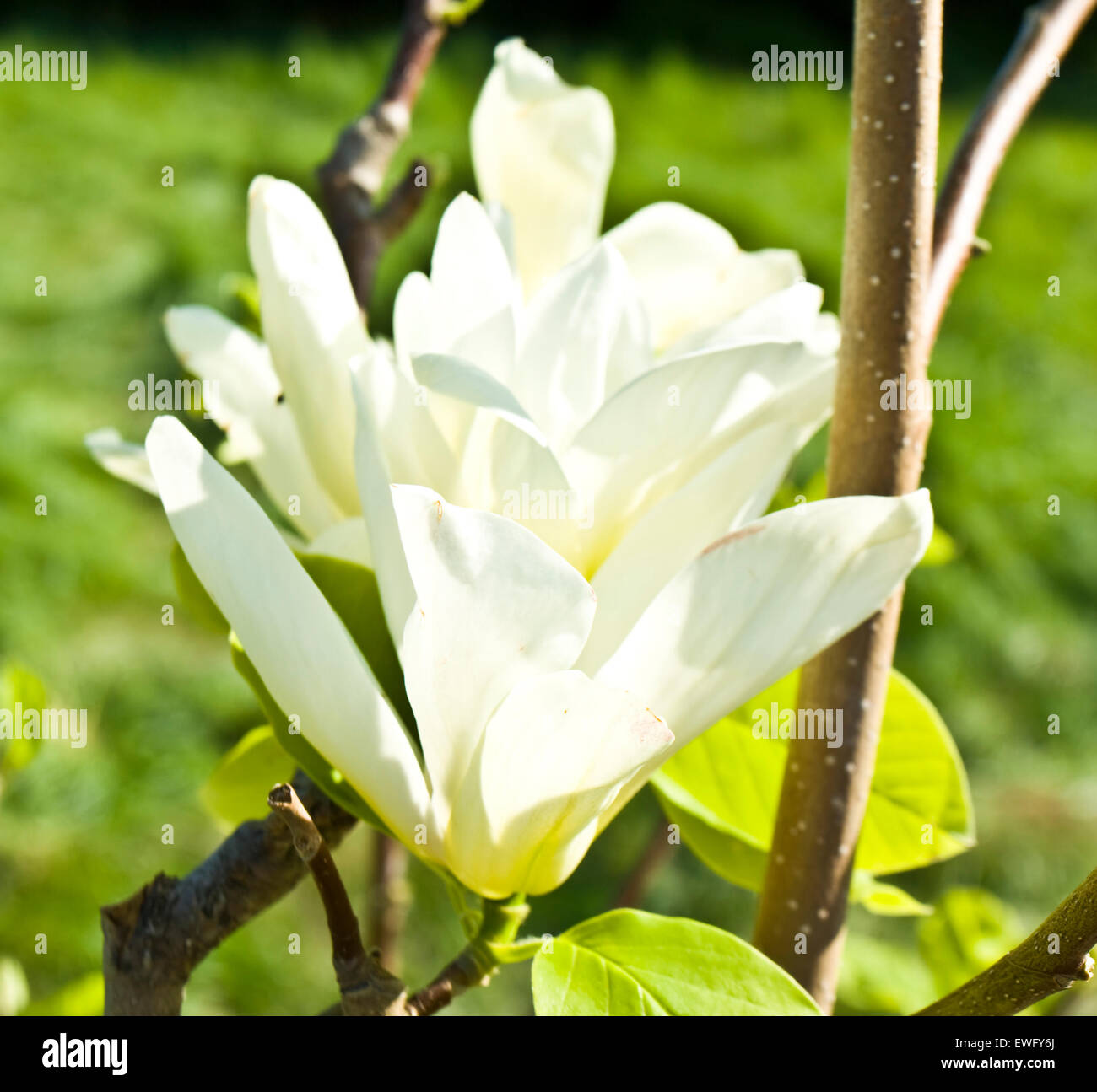 White big magnolia flower hi-res stock photography and images - Alamy