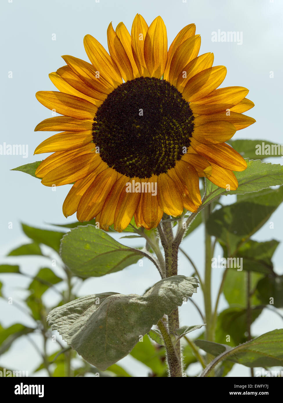 A full bloom sunflower in the hot summer sun Stock Photo