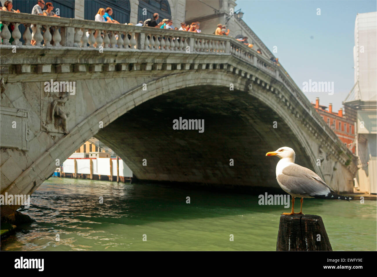 Venice- Yellow legged Gull (Larus michahellis) and Rialto Bridge Stock Photo
