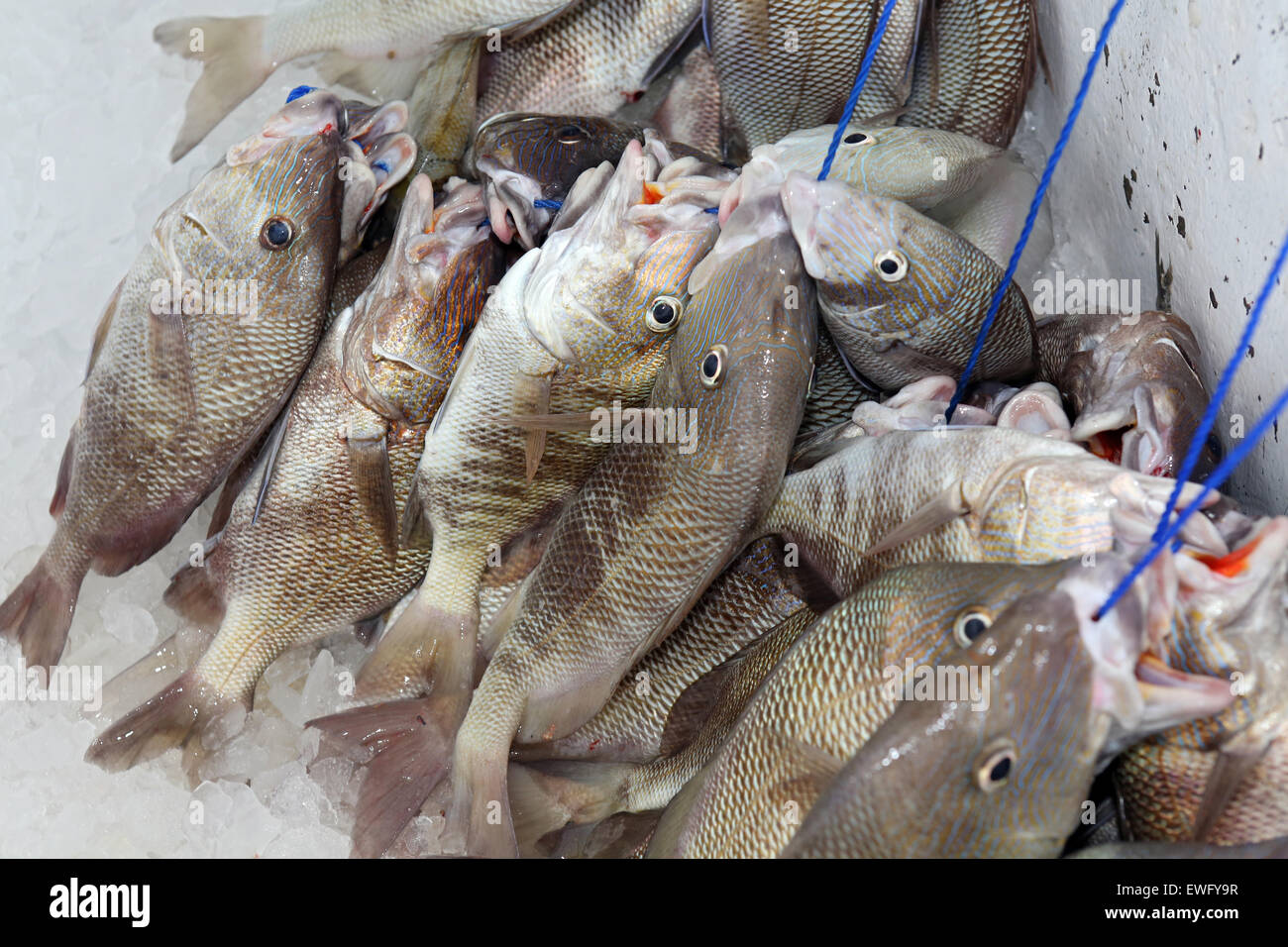 St. Pete Beach, Florida, fresh Angled fish are on ice Stock Photo - Alamy