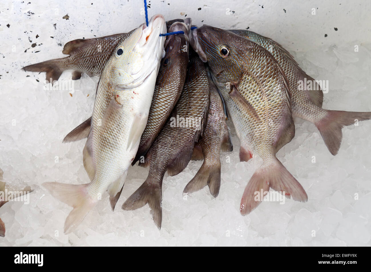 St. Pete Beach, Florida, fresh Angled fish are on ice Stock Photo - Alamy