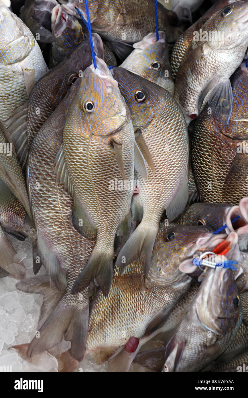 St. Pete Beach, Florida, fresh Angled fish are on ice Stock Photo - Alamy