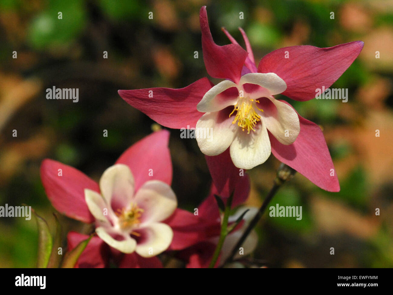 aquilegia Stock Photo