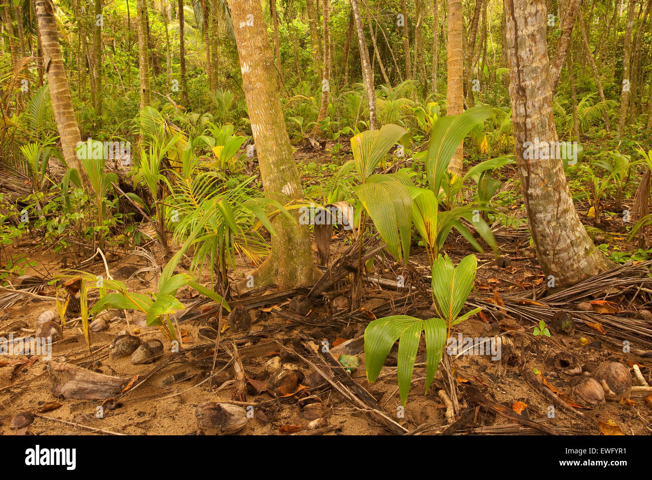 Jungle. Cahuita beach. Costa Rica. America Stock Photo Alamy