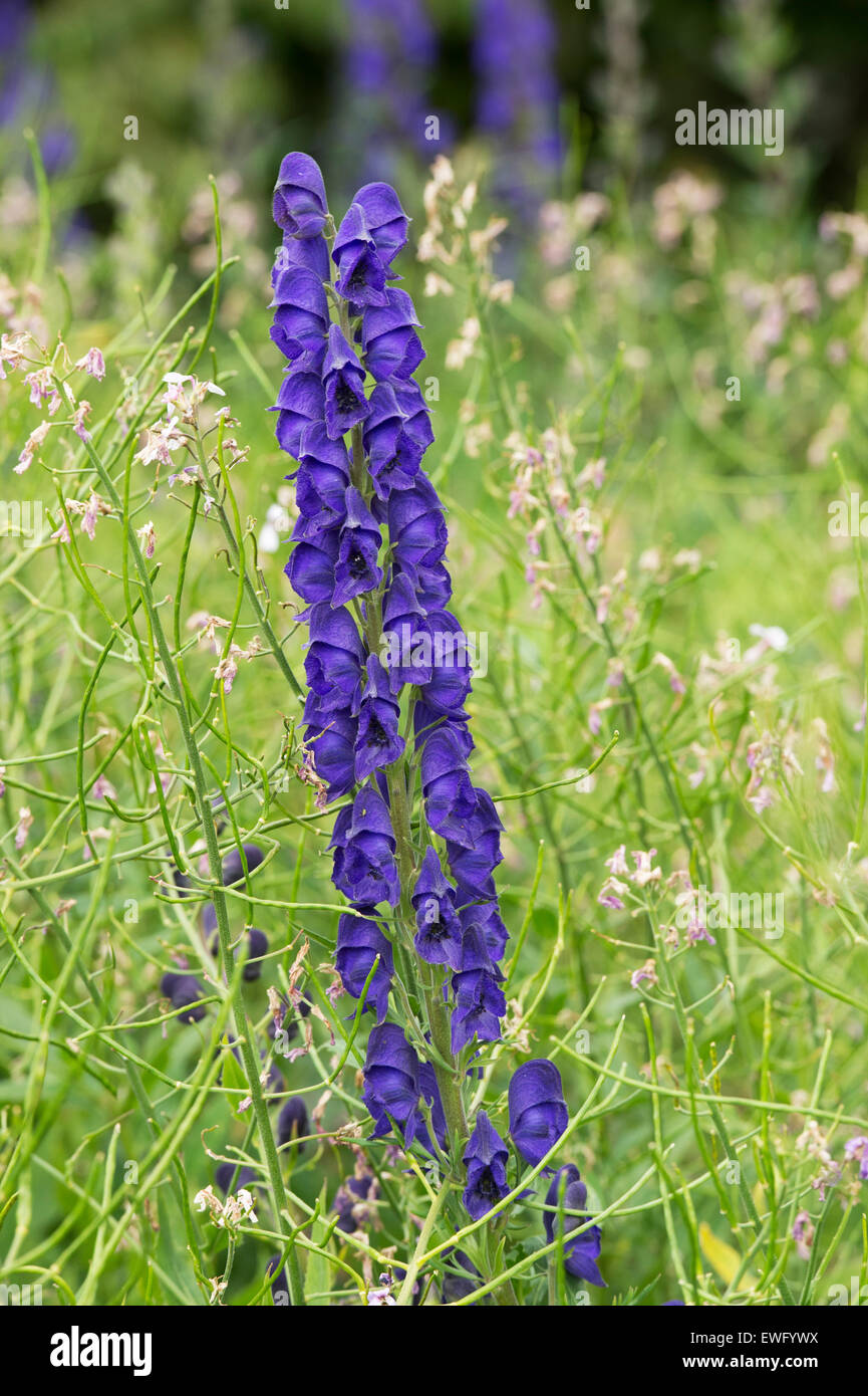 Aconitum napellus. Monkshood flower. Aconite flowers Stock Photo