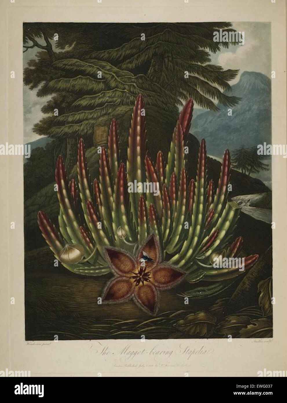 An Illustration from Robert Thorton's Temple of Flora Stock Photo