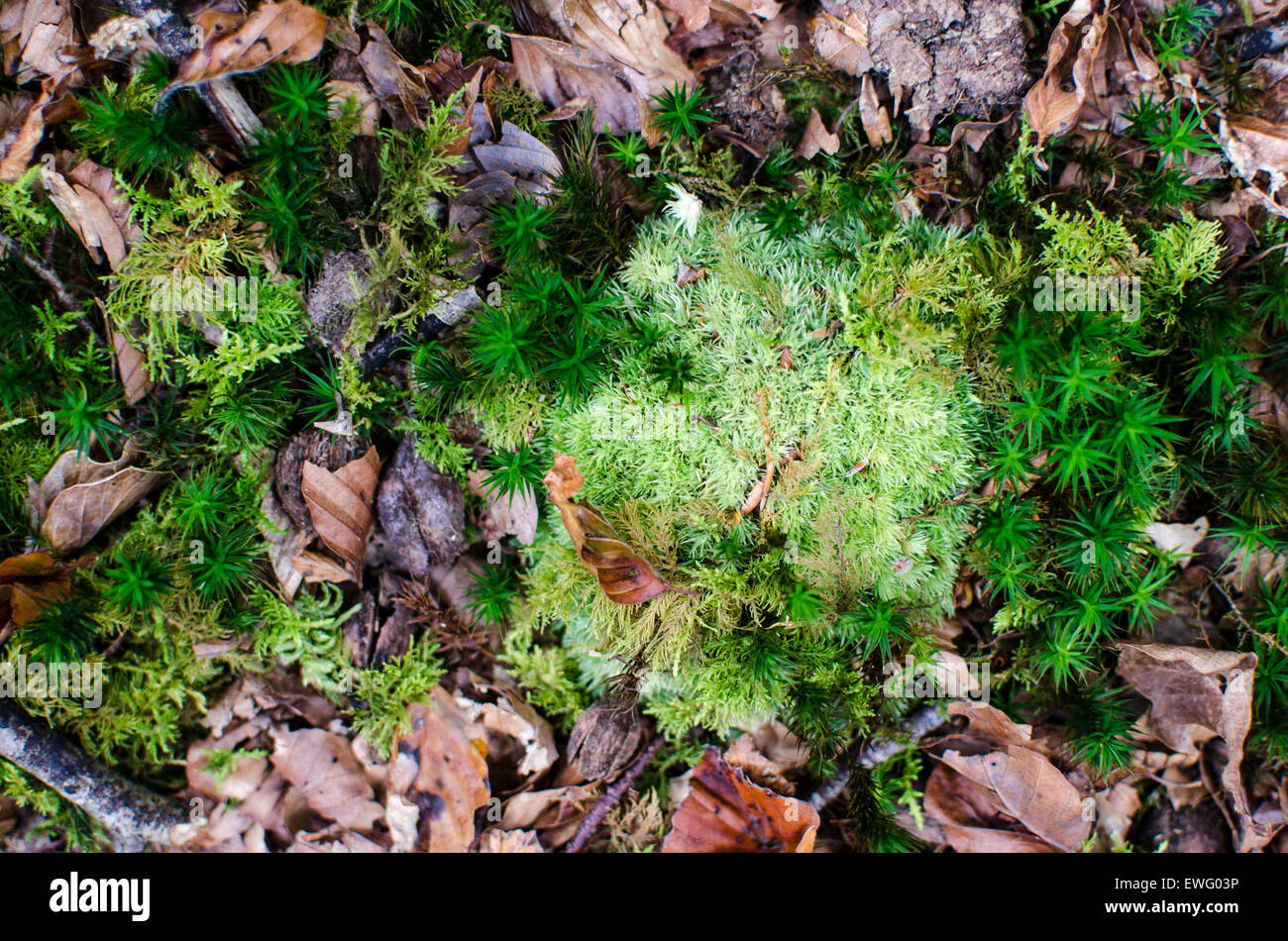 Plants and Grass Growing Between Leaves Stock Photo