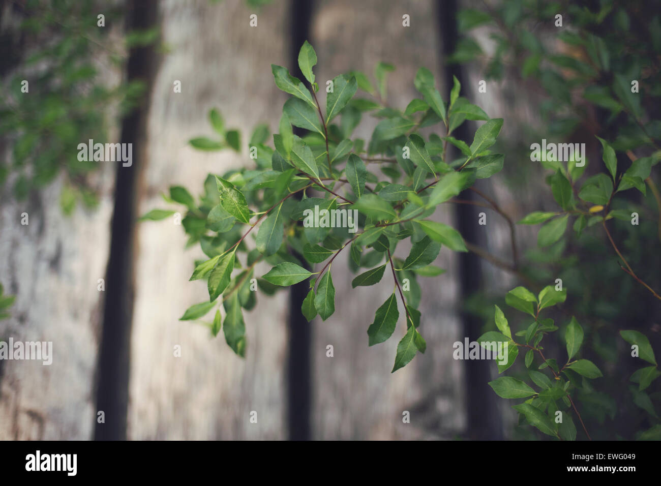 Small Green Tree Leaves by Fence Stock Photo