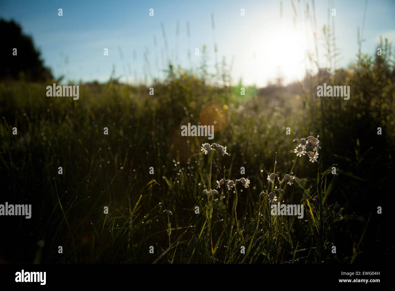 Sunshine on White Flowers in Field Stock Photo