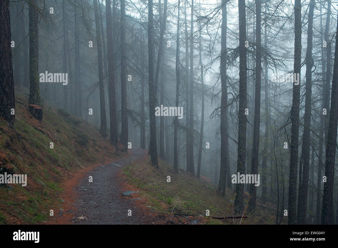 Trail in Forest Covered in Fog Stock Photo