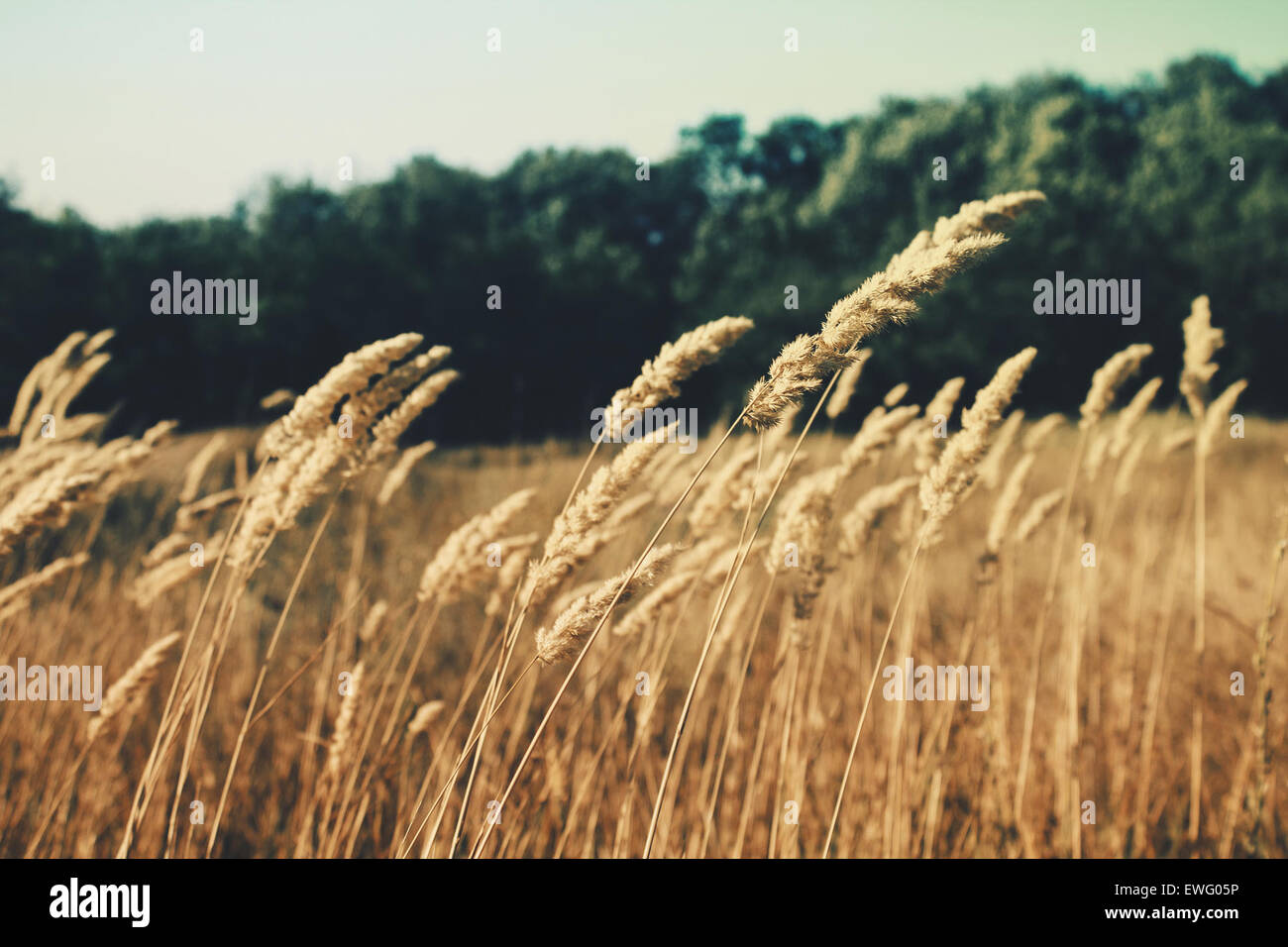 Barley Grass in Field Stock Photo