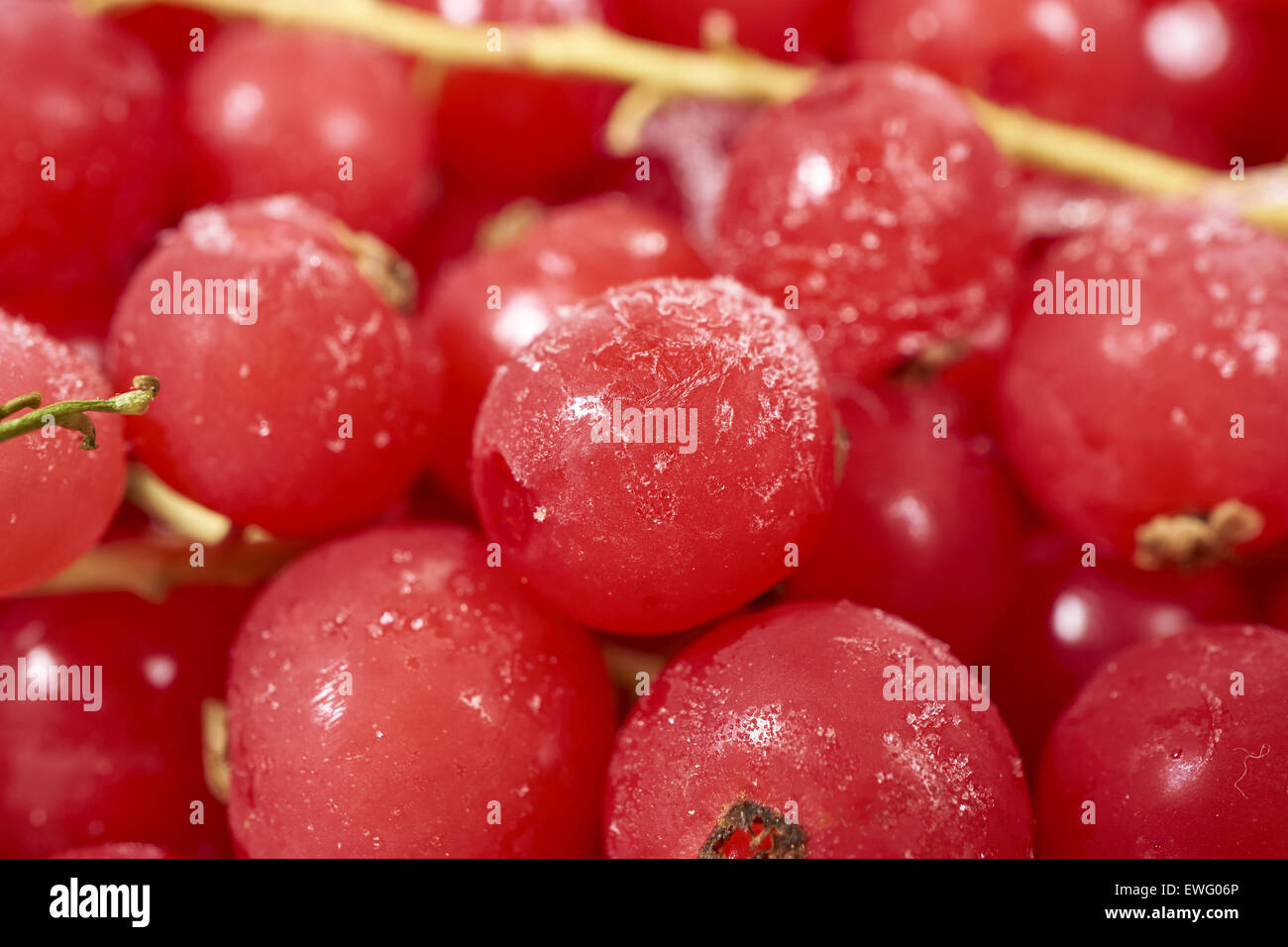 Background from many frozen currants covered with ice crystals Stock Photo