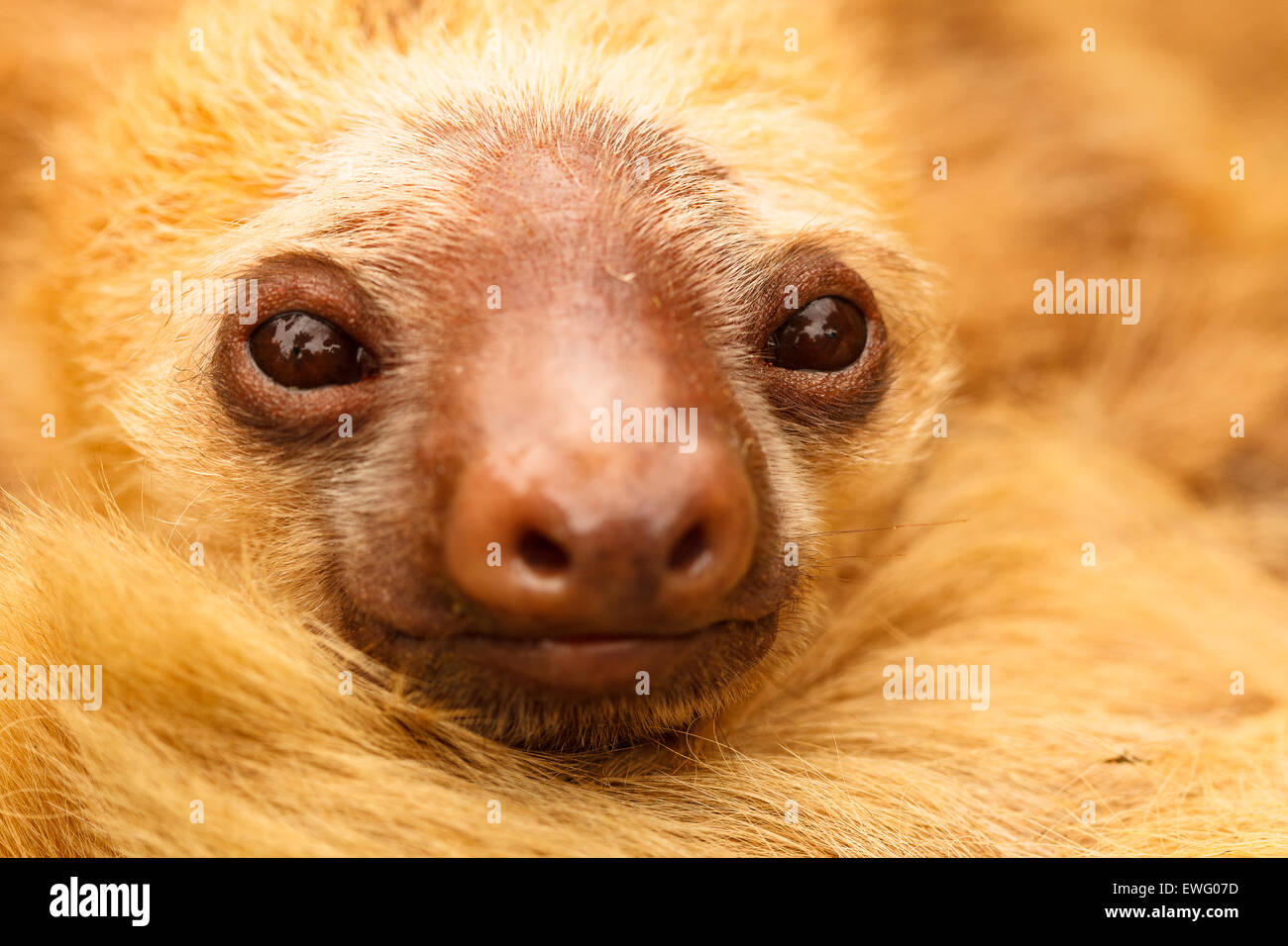 Hoffmann's two-toed sloth (Choloepus hoffmanni) Aviarios del Caribe. Costa Rica. America Stock Photo