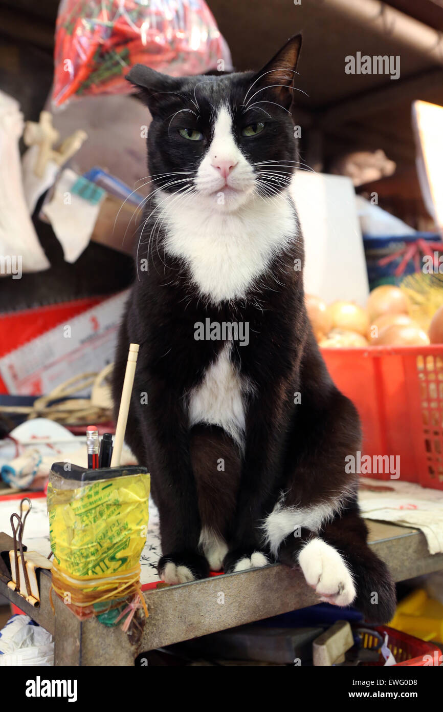 Hong Kong, China, cat on a weekly market Stock Photo