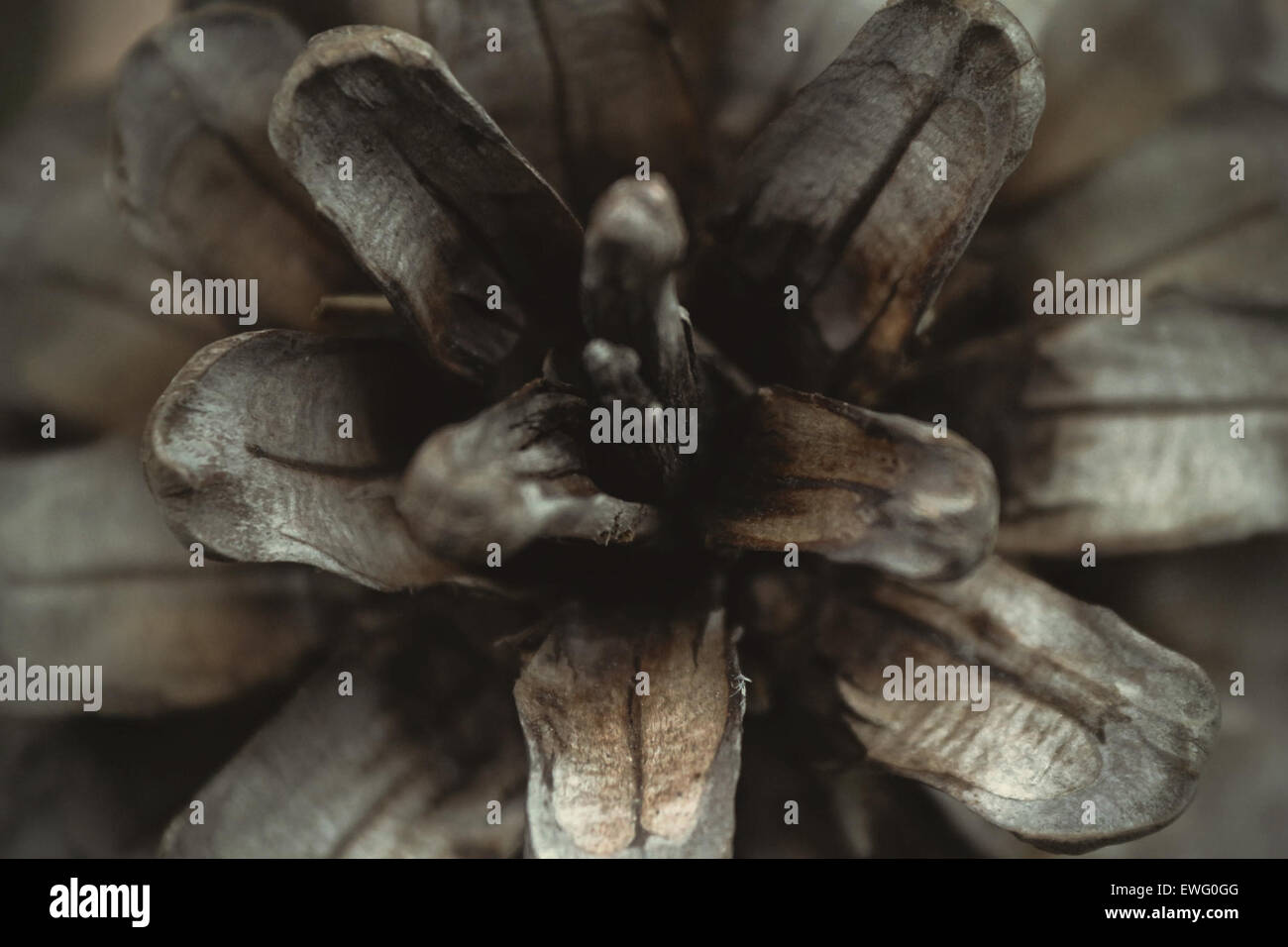 Trees reproductive process hi-res stock photography and images - Alamy
