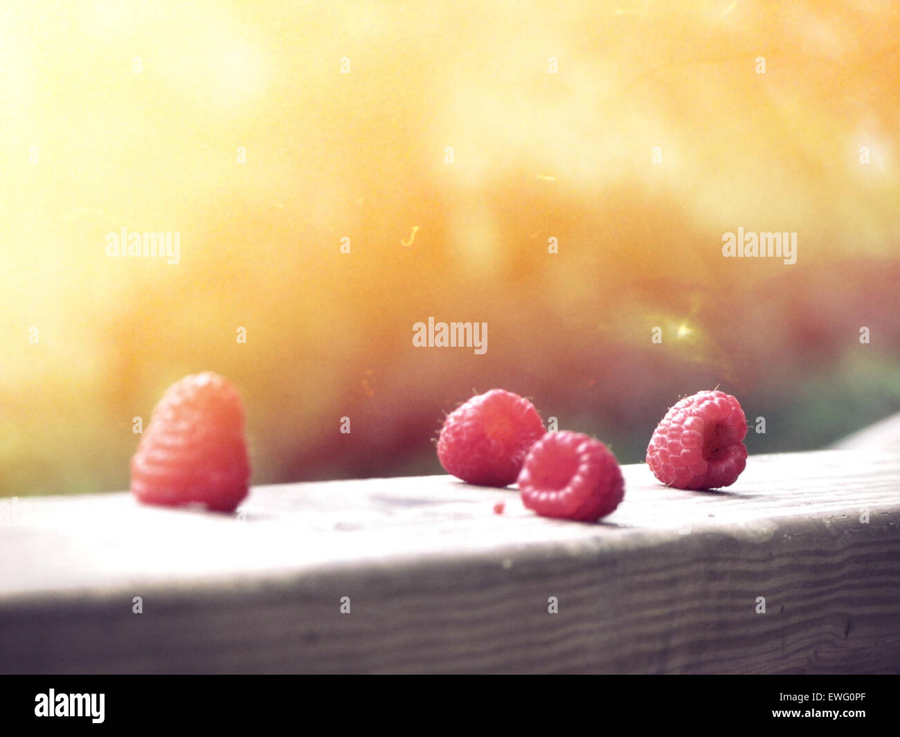 Four Red Raspberries Stock Photo Alamy