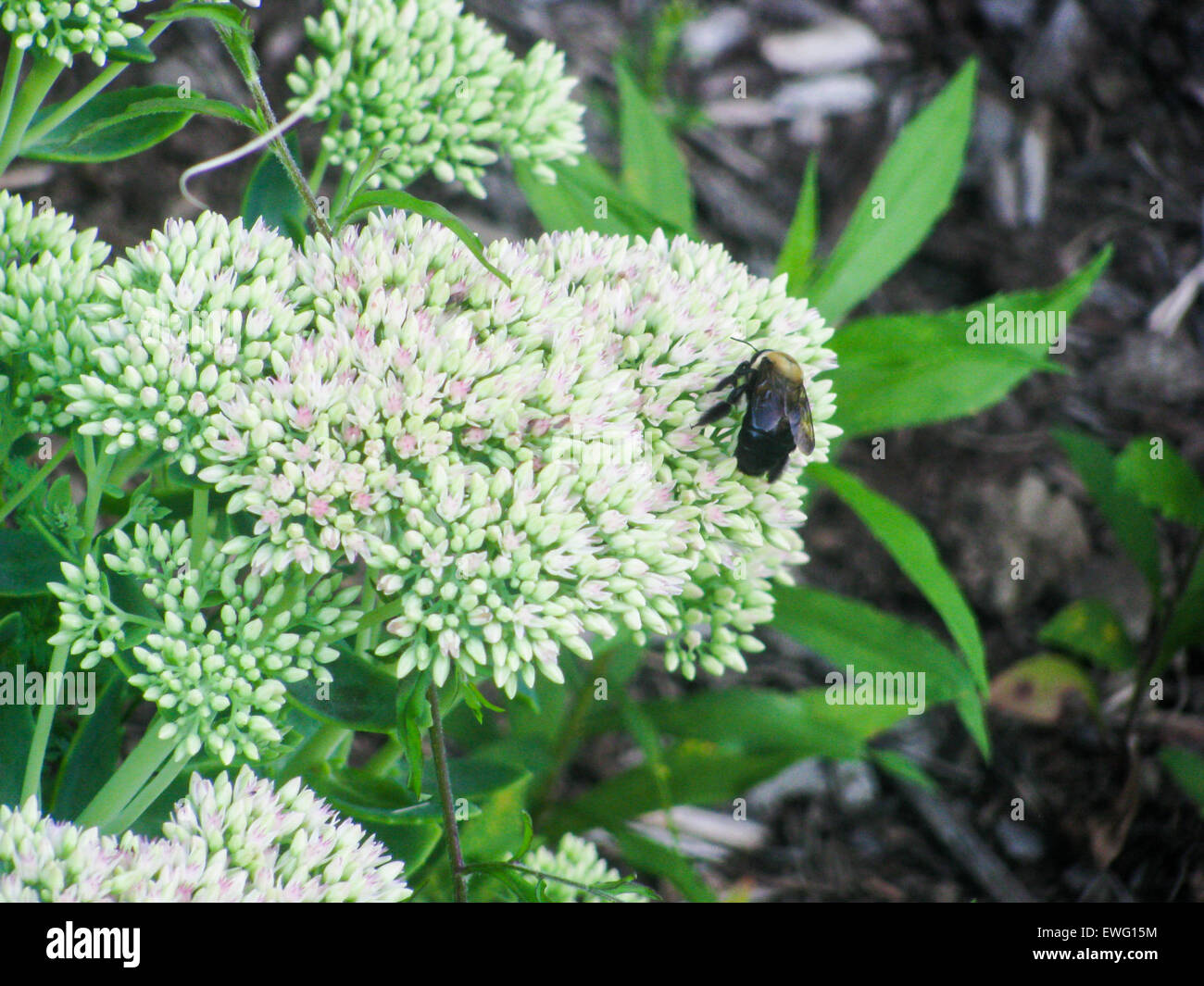 Bee Collecting Nectar from White Flowers Stock Photo