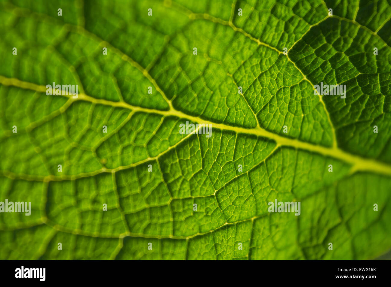 Macro Shot of Green Leaf Stock Photo