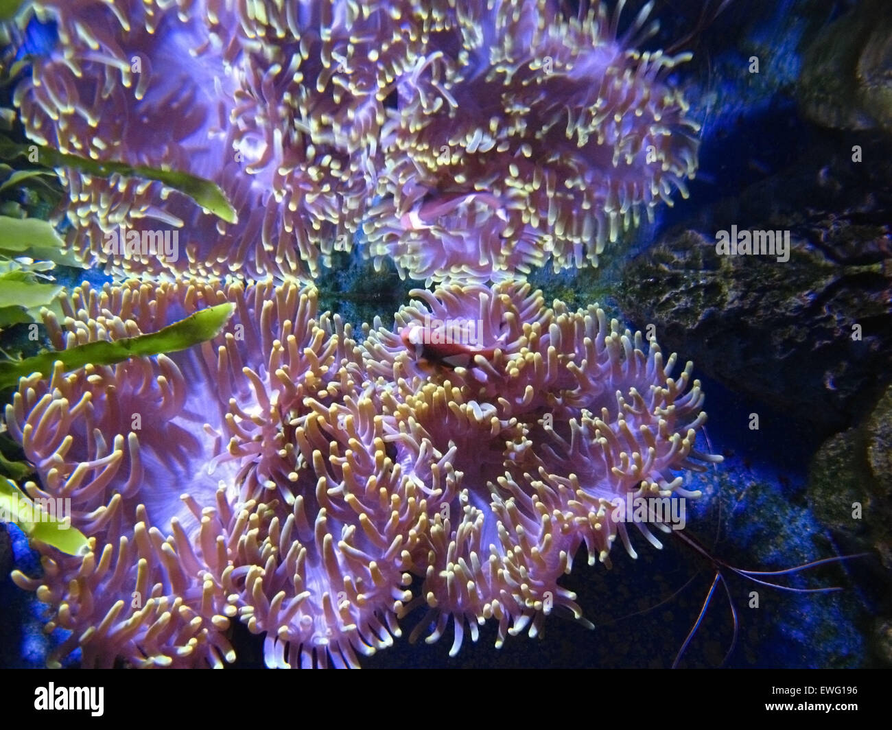 Sea animal - actinia (sea anemona) and fishes around, underwater. Stock Photo