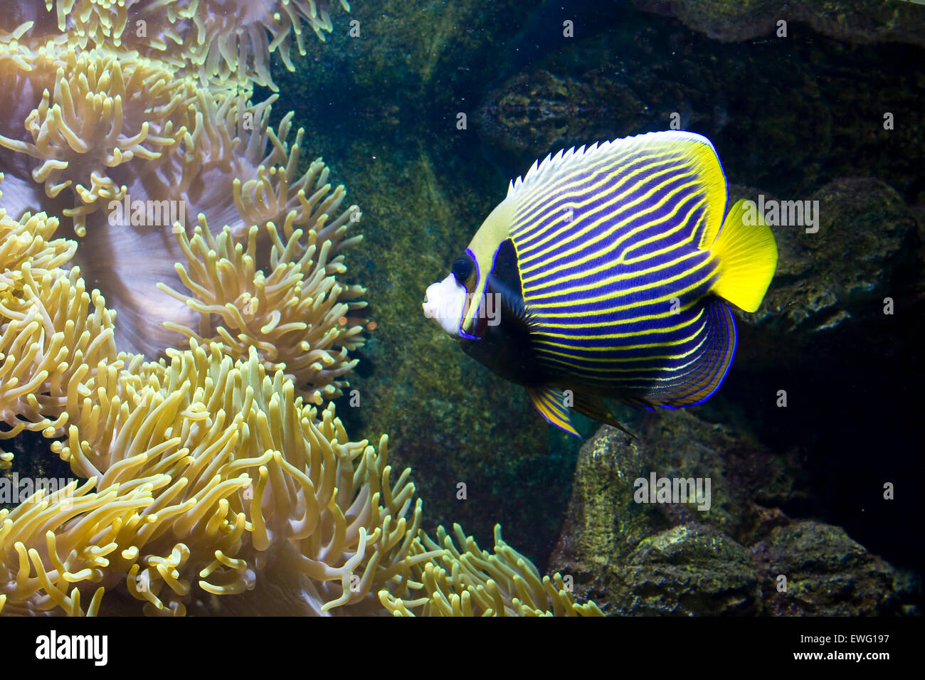 Tropical fish Fishangel, other name fishemperor, latin name