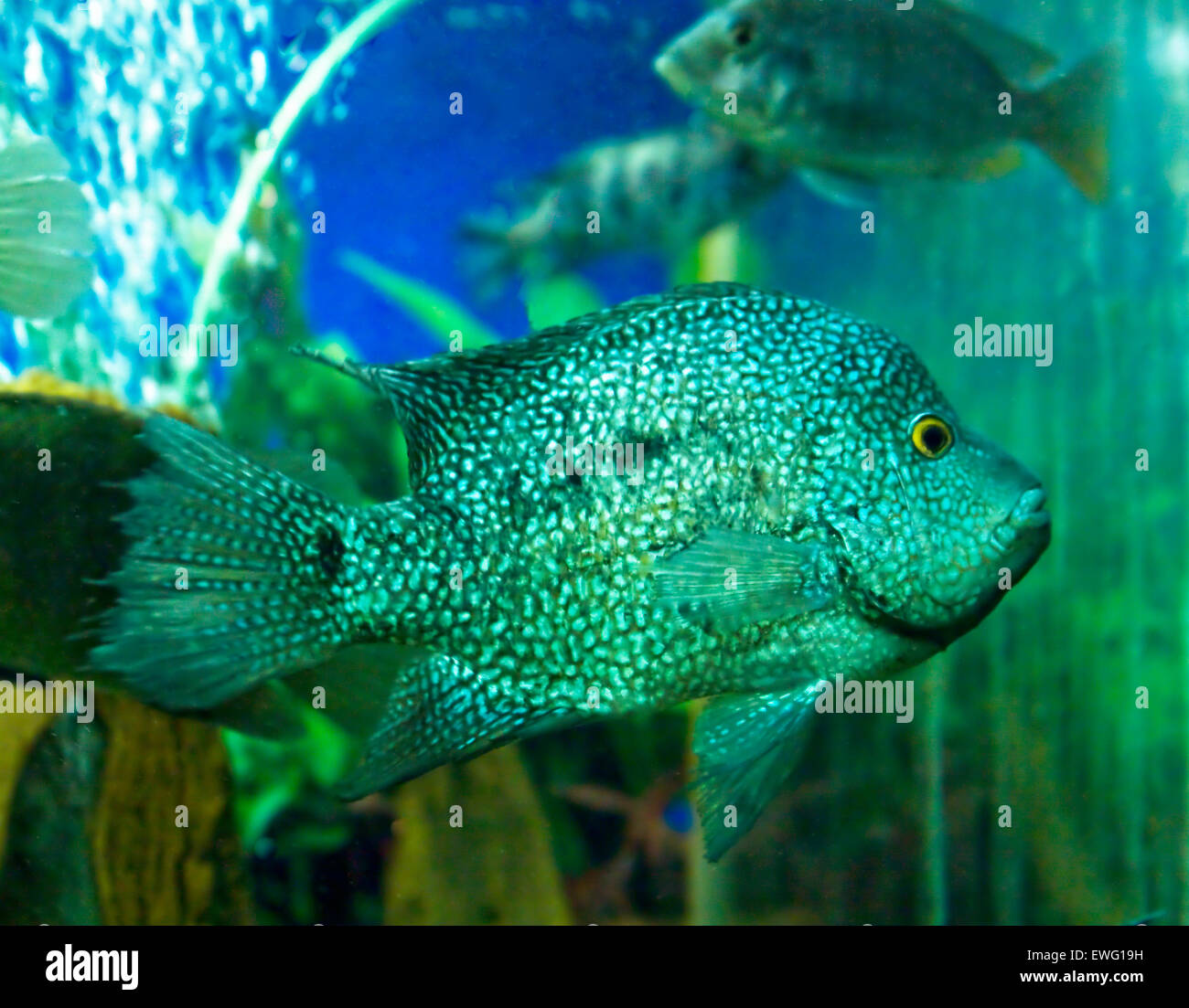 Tropical fish Paradromis managnenisis, chichlidae family, lives in Latin America and Africa Stock Photo
