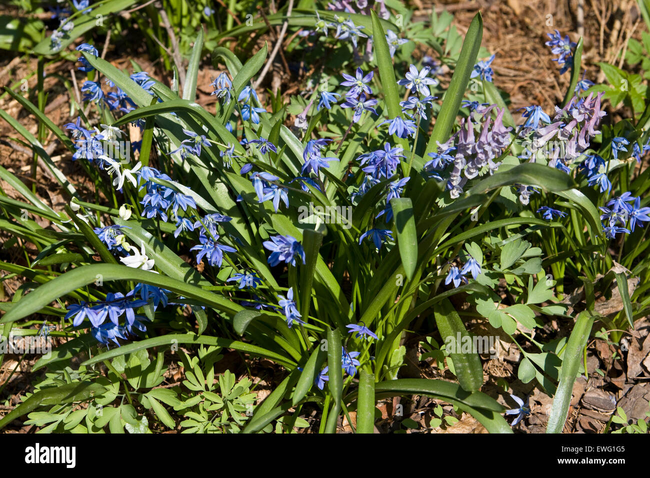 First spring flowers primrose blue scilla siberica Stock Photo - Alamy