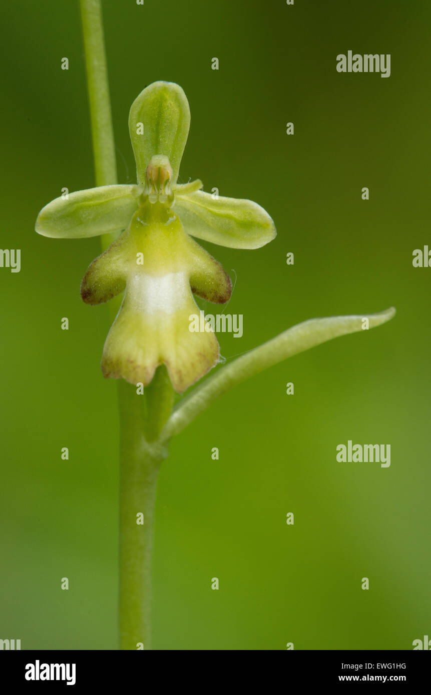 The yellow form of Fly Orchid in Hampshire. Stock Photo