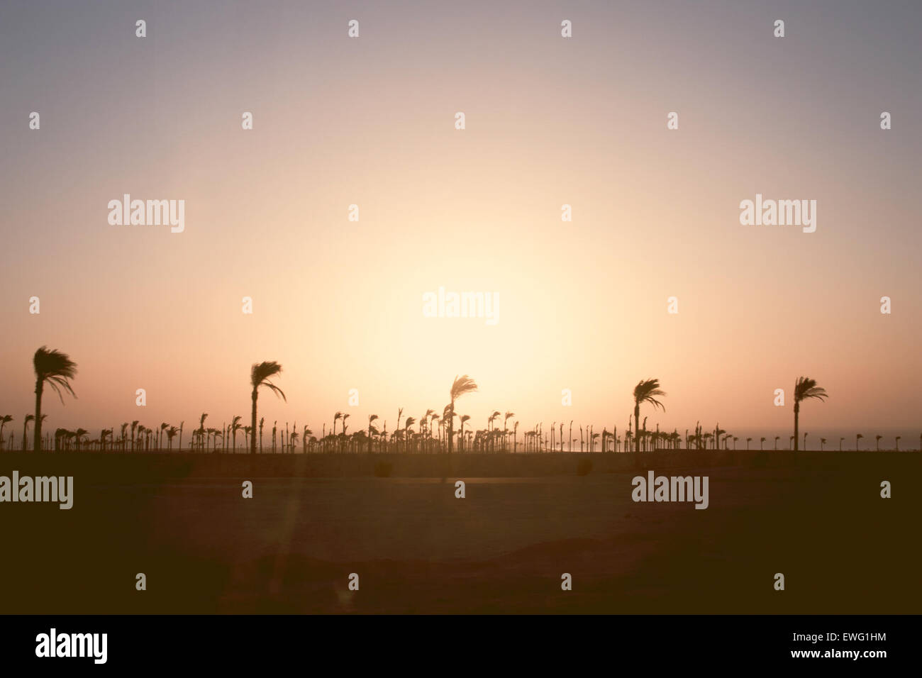 A scenic view of palm trees silhouetted against a vibrant sunset sky ...