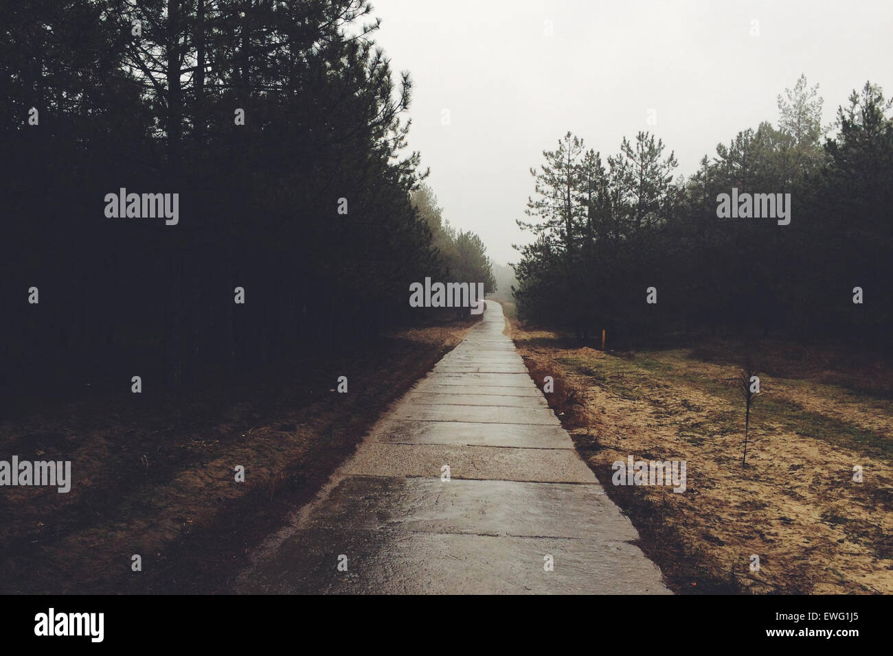 A paved park trail surrounded by tall pine trees, providing a scenic ...