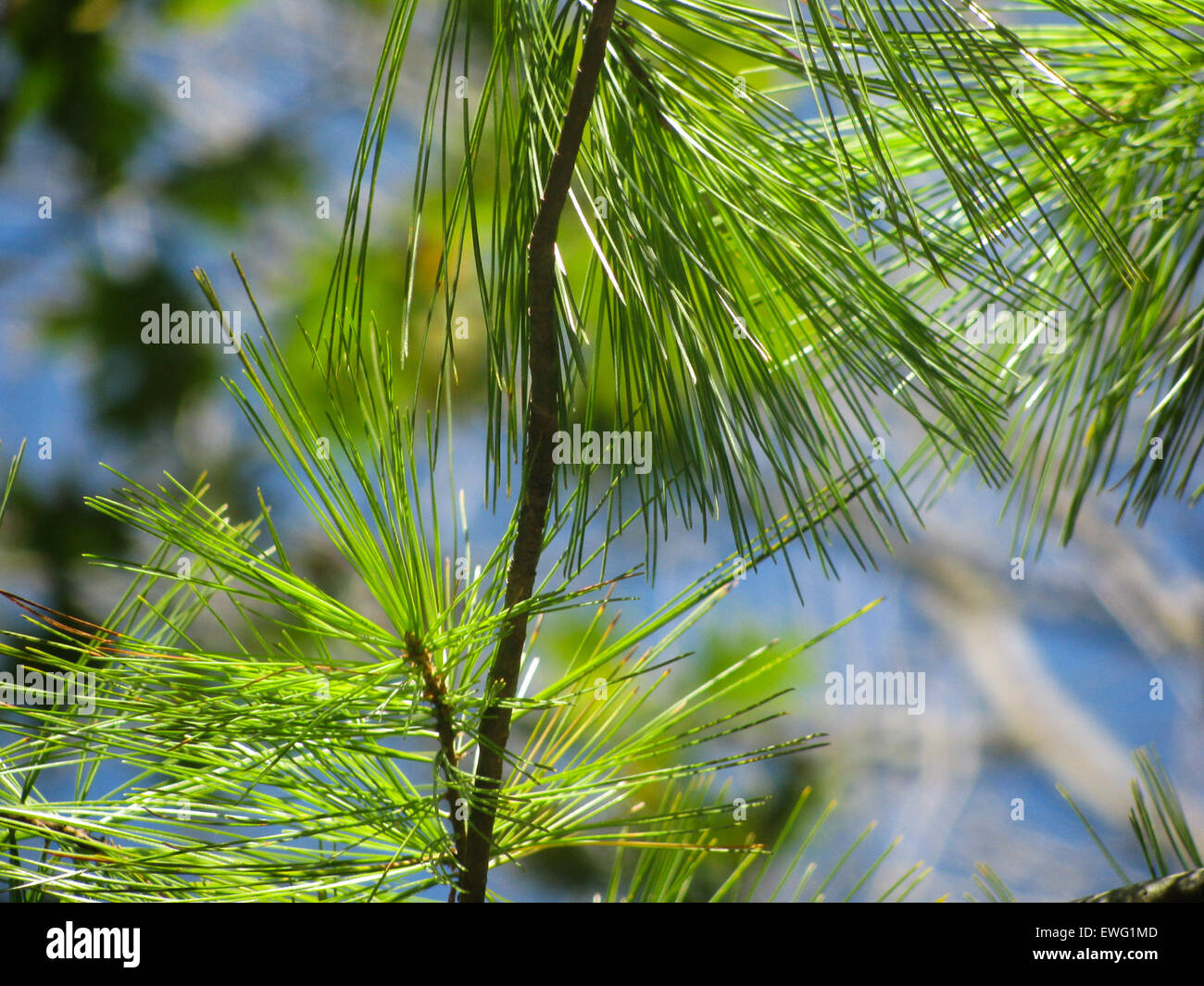 Pine tree branches shown green hi-res stock photography and images - Alamy