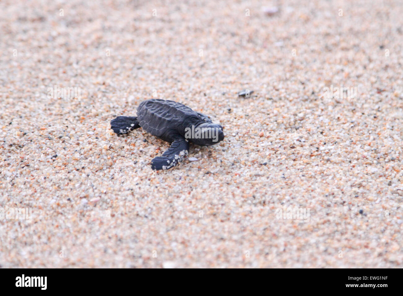 baby sea turtle makes its way to the ocean Stock Photo - Alamy