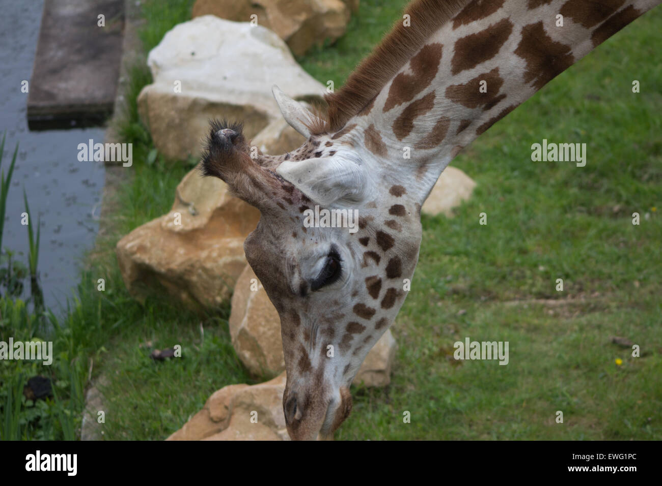 London zoo giraffe hi-res stock photography and images - Alamy