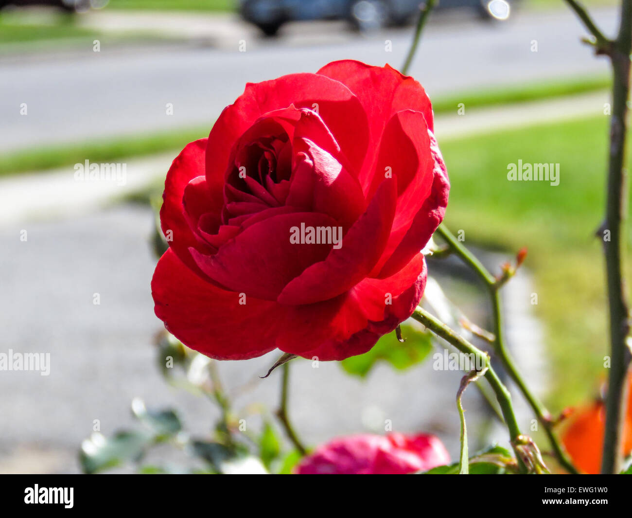 Red Roses Sunlight A vibrant red rose illuminated by sunlight, showcasing its delicate ...