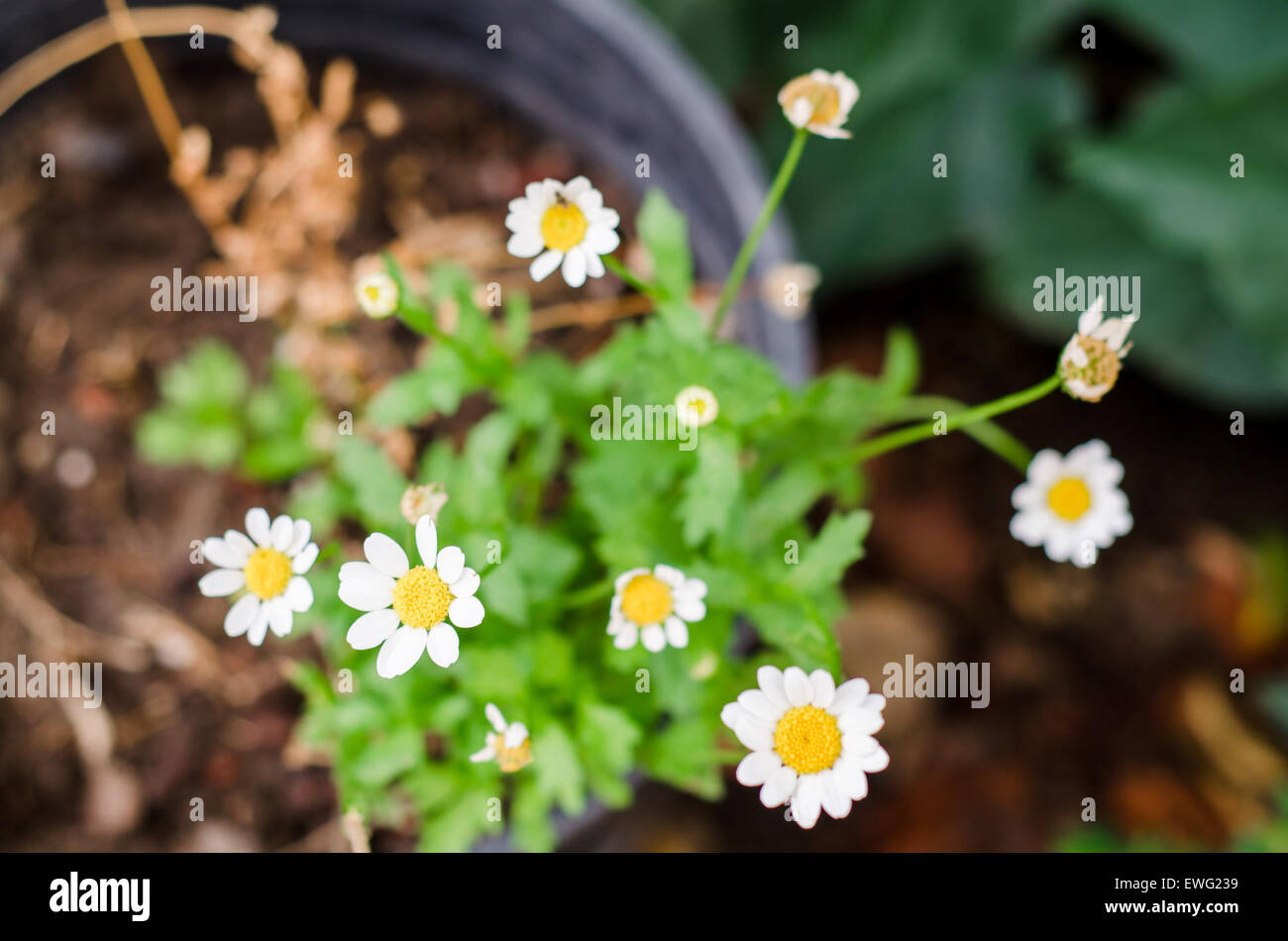 White Flowers on Daisy Plant Asteraceae Compositae Daisy Flowers Petals Sunflower aster plant white flowers Stock Photo