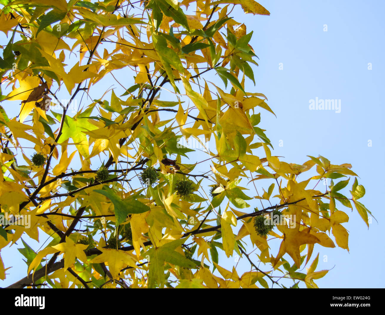 Yellow and Green Tree Leaves on Branches with Fruits Stock Photo