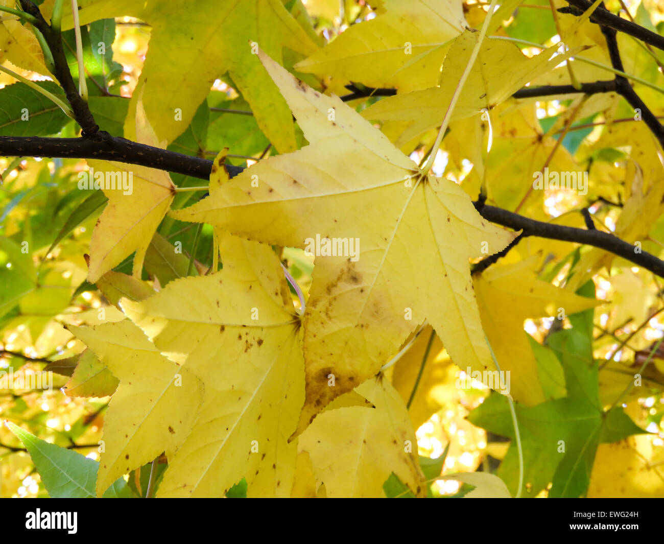 This close-up image shows yellow and green tree leaves with branches ...