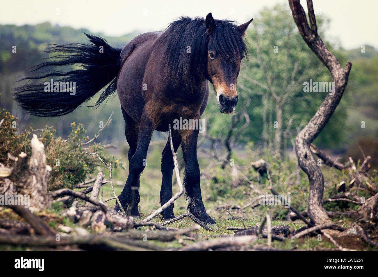 Brown and Black Horse Stock Photo Alamy