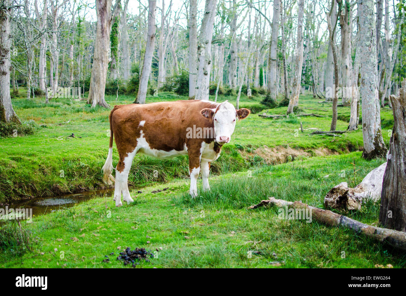 A brown and white cow grazes in a lush green pasture. Cows like this ...