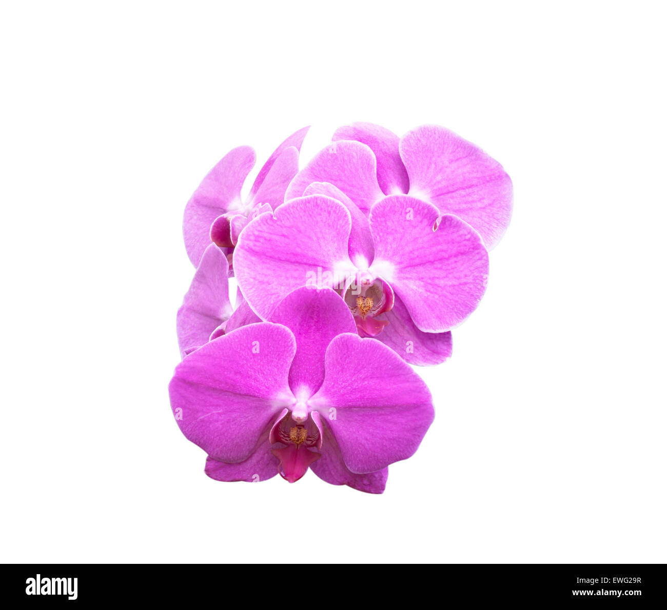 Blooming pink orchid Isolated on white background Stock Photo - Alamy