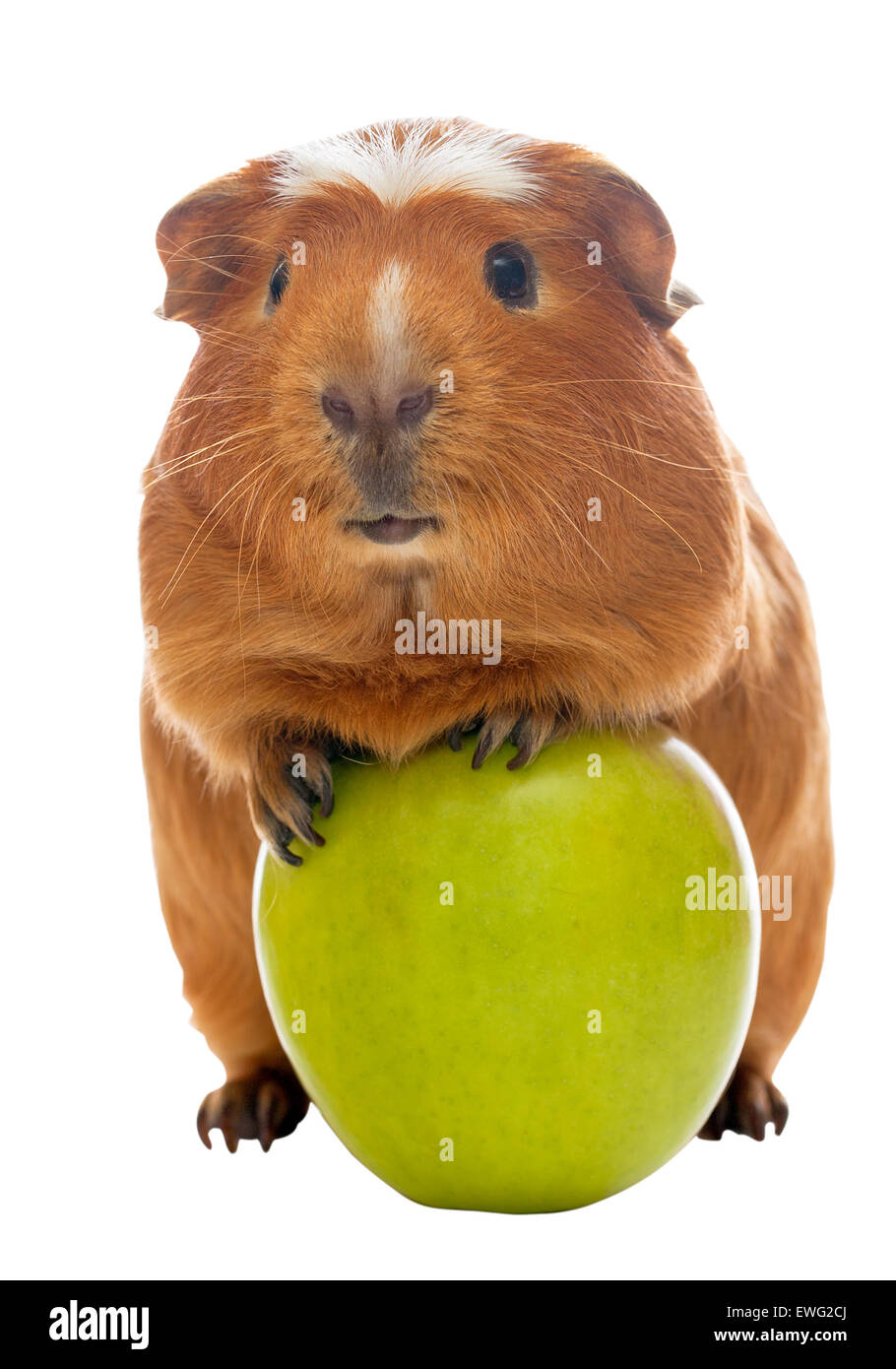 Guinea pig and green apple Stock Photo Alamy
