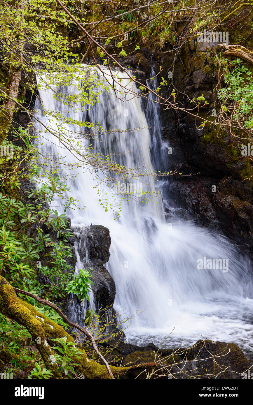 Lower falls, waterfall, Aros burn, Aros Park, near Tobermory, Isle of Mull, Hebrides, Argyll and Bute, Scotland Stock Photo
