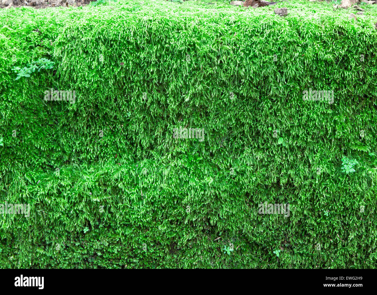 Moss background texture luscious green plants naturally. Stock Photo