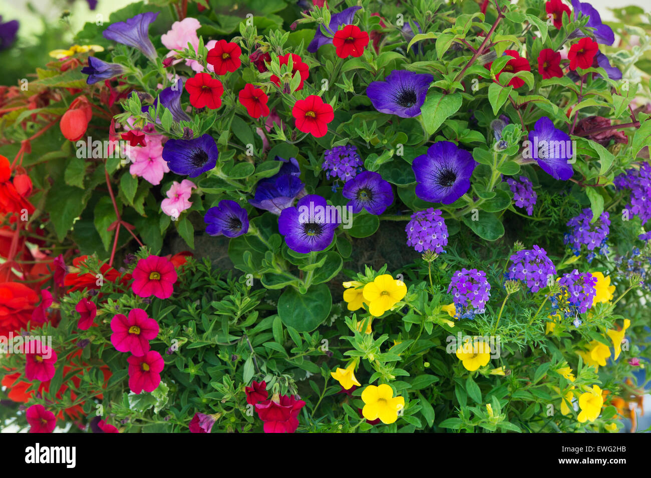 Calibrachoa. Petunia Million Bells flowers in a hanging basket Stock