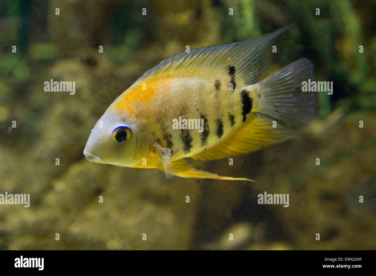 Tropical fish Cichlidae of lake Malawi. Stock Photo